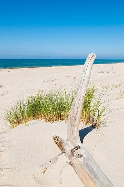 Dry Tree Trunk Dune Baltic Sea Beach Rowy Poland — Stock Photo, Image