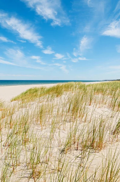 Χόρτο Στις Αμμοθίνες Στην Όμορφη Παραλία Της Βαλτικής Θάλασσας Κοντά — Φωτογραφία Αρχείου