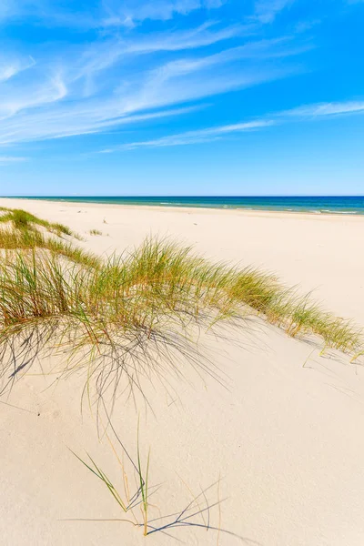 Χόρτο Αμμόλοφους Στην Παραλία Στη Βαλτική Θάλασσα Πολωνία — Φωτογραφία Αρχείου