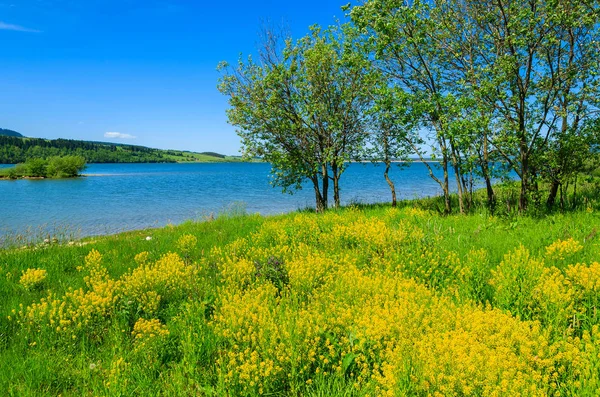 Weiland Met Koolzaad Bloemen Czorsztynskie Lake Polen Rechtenvrije Stockfoto's