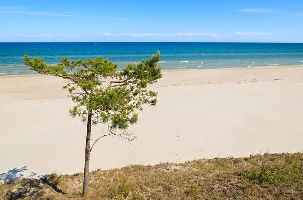 Pine Tree Beautiful Sandy Beach Leba Baltic Sea Poland Stock Photo