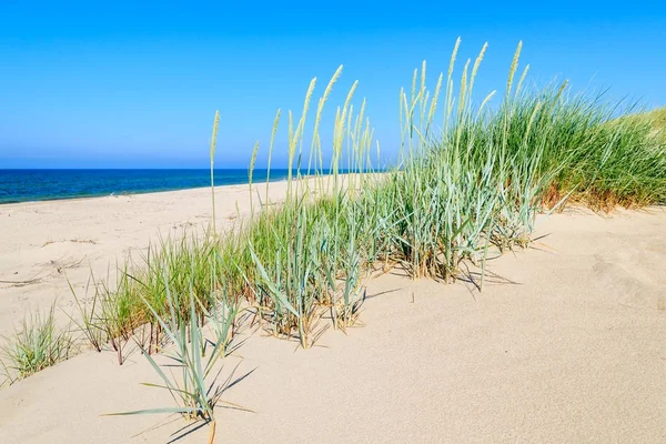 Gras Duin Prachtige Baltische Zee Strand Rowy Polen Stockafbeelding