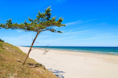 Çam ağacı Leba, Baltık Denizi, Polonya yakınındaki güzel kumlu plajda