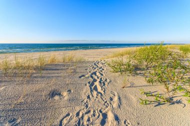 Yeşil bitkiler üzerinde kumul Leba Beach, Baltık Denizi, Polonya