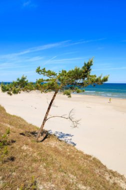 Çam ağacı Leba, Baltık Denizi, Polonya yakınındaki güzel kumlu plajda