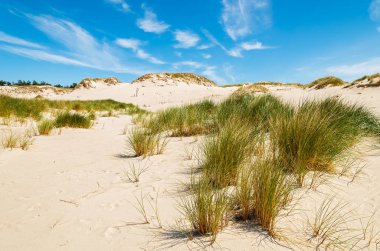 Leba, Polonya yakınındaki güzel Baltık Denizi plajında kabuklarıyla çimen
