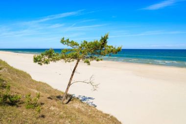 Çam ağacı Leba, Baltık Denizi, Polonya yakınındaki güzel kumlu plajda