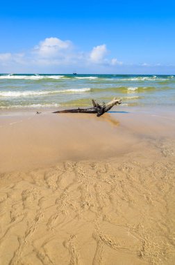Ahşap gövdede Baltık Denizi sahil yakınında Leba, Polonya