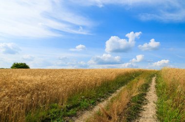 Kırsal yol buğday alanında yaz peyzaj, Polonya