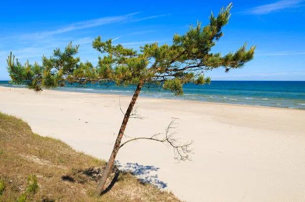 Pinheiro Bela Praia Areia Perto Leba Mar Báltico Polônia — Fotografia de Stock