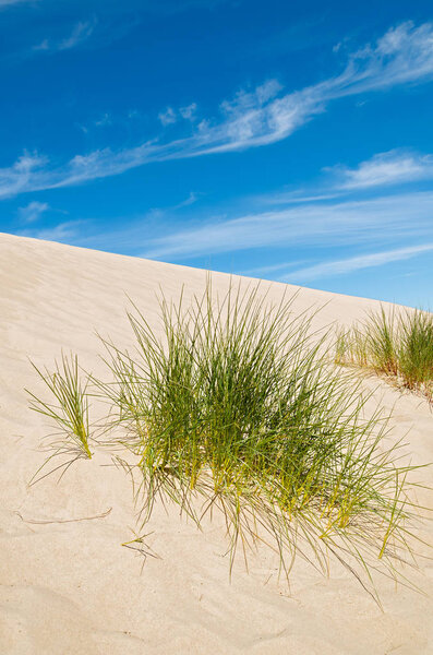 Трава на дюне на красивом пляже Балтийского моря недалеко от города Леба, Польша
