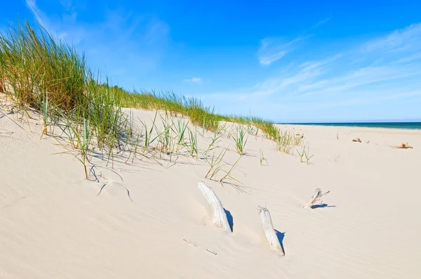 Herbe Sur Dune Sur Belle Plage Mer Baltique Près Leba — Photo