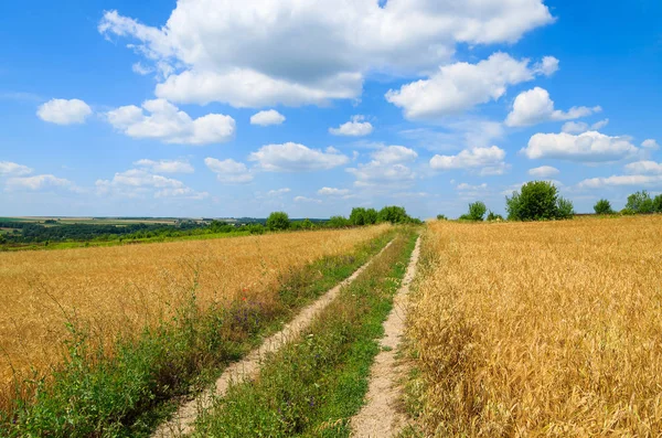 Kırsal yol buğday alanında yaz peyzaj, Polonya