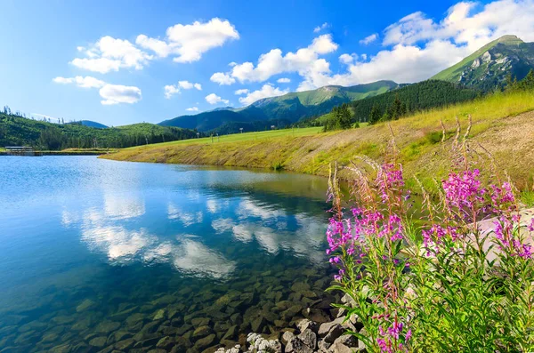 Λουλούδια Και Πανέμορφα Ορεινά Λίμνη Υψηλά Όρη Τάτρα Σλοβακία — Φωτογραφία Αρχείου