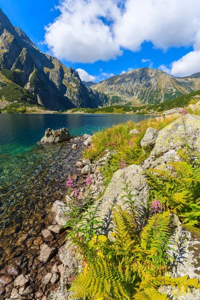 Smukke Czarny Staw Sommeren Tatra Mountains Polen - Stock-foto