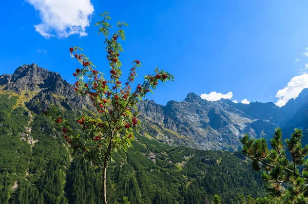 Rowan Tree Otoño Cerca Morskie Oko Tatra Mountains Polonia —  Fotos de Stock