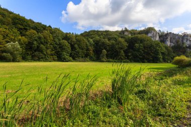 Yaz manzara Polonya Krakow yakınındaki yeşil tarım alanı