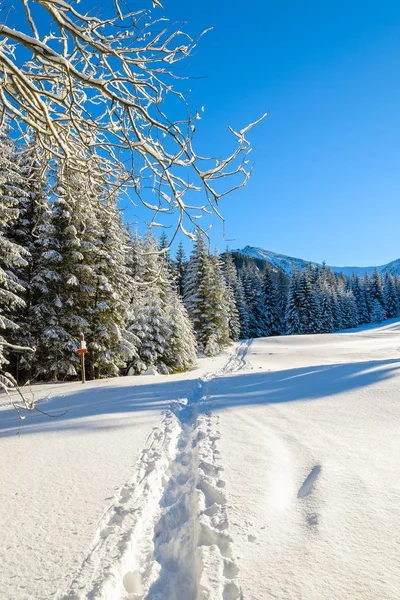 Vinterleden Nysnö Kondratowa Valley Tatrabergen Polen — Stockfoto