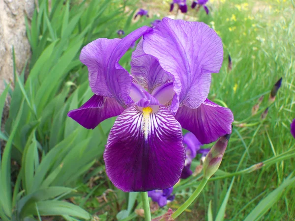 Beautiful Blue Violet Iris Flower Green Field One Spring Day — Stock Photo, Image