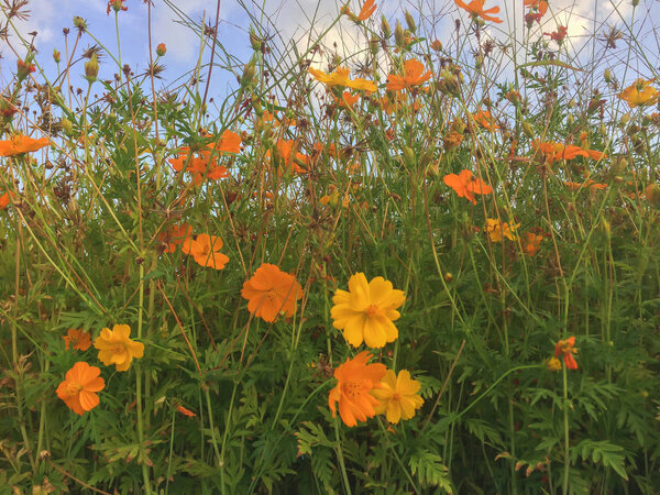 Растение, растущее к голубому небу
