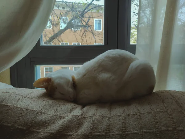 Precioso Gato Blanco Con Manchas Dormido Sofá Delante Una Ventana — Foto de Stock