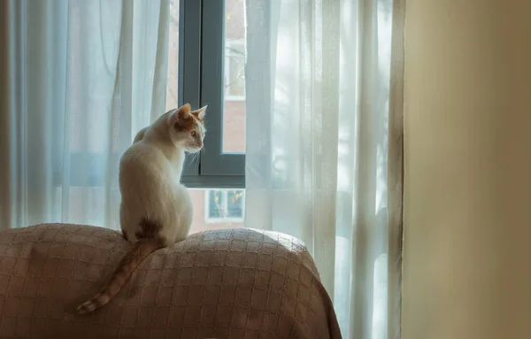 可爱的白猫 窗前有斑点 朝旁边看去 — 图库照片