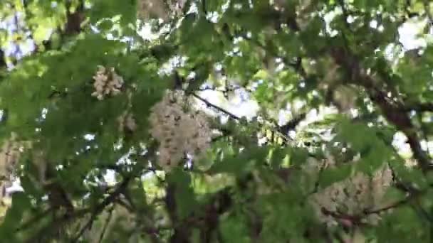 Close Flowers Robinia Pseudoacacia Tree Moved Wind Ray Sunlight Background — Stock Video