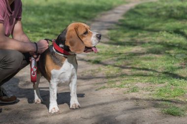 Köpek Beagle cinsi yeşil çimlerin üzerinde duruyor.