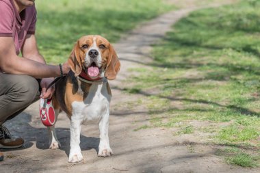 Köpek Beagle cinsi yeşil çimlerin üzerinde duruyor.