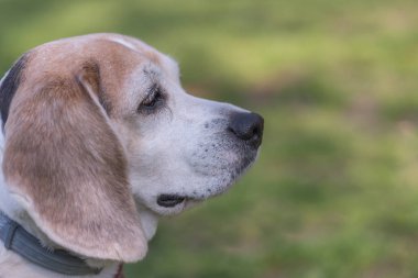 Köpek Beagle cinsi yeşil çimlerin üzerinde duruyor.