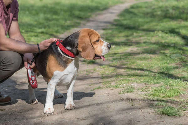 Köpek Beagle cinsi yeşil çimlerin üzerinde duruyor. — Stok fotoğraf