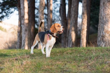 İngilizce Beagle - renkli görüntü