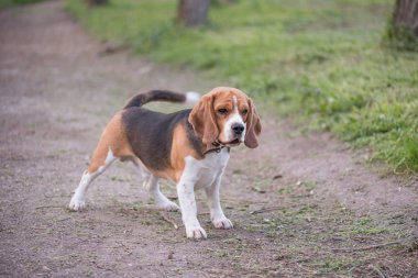 İngilizce Beagle - renkli görüntü