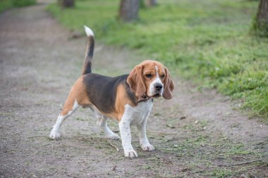 İngilizce Beagle - renkli görüntü