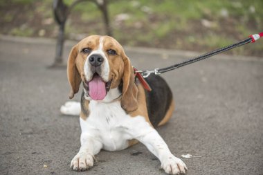 İngilizce Beagle - renkli görüntü