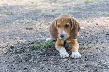 İngilizce Beagle - renkli görüntü
