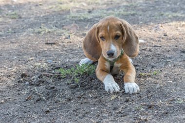 İngilizce Beagle - renkli görüntü