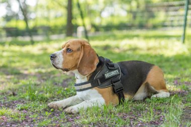 İngilizce Beagle - renkli görüntü