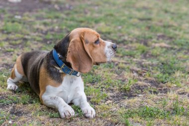 İngilizce Beagle - renkli görüntü