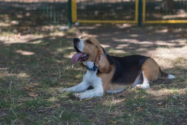 İngilizce Beagle - renkli görüntü