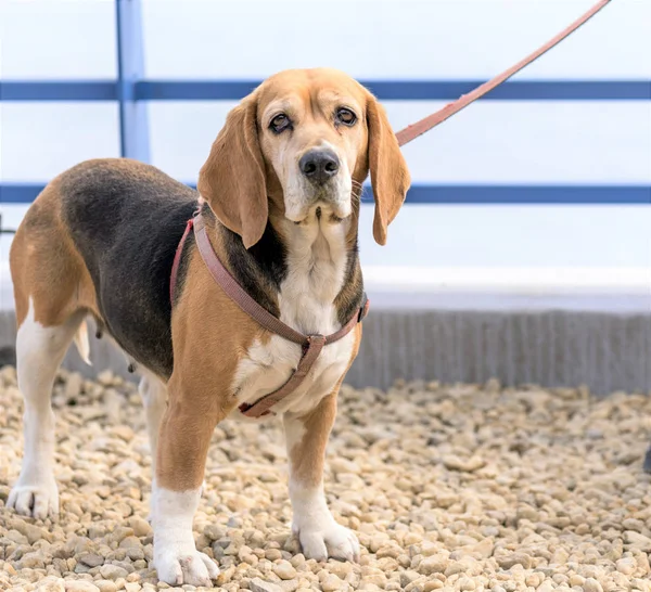 Inglês Beagle - Imagem de cor — Fotografia de Stock