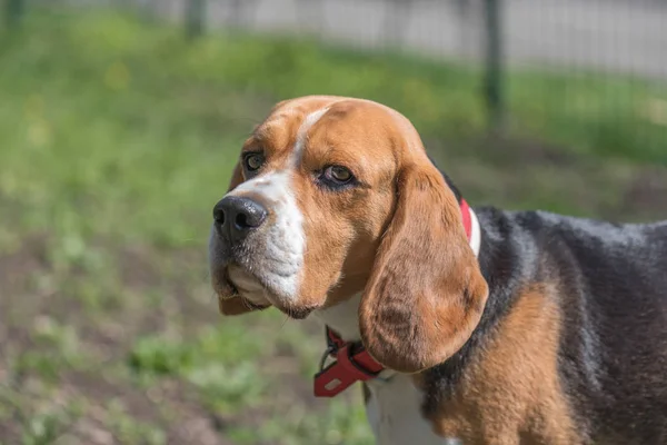 Inglese Beagle - Immagine a colori — Foto Stock