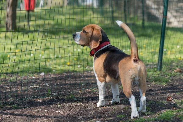 Englischer Beagle - Farbbild — Stockfoto