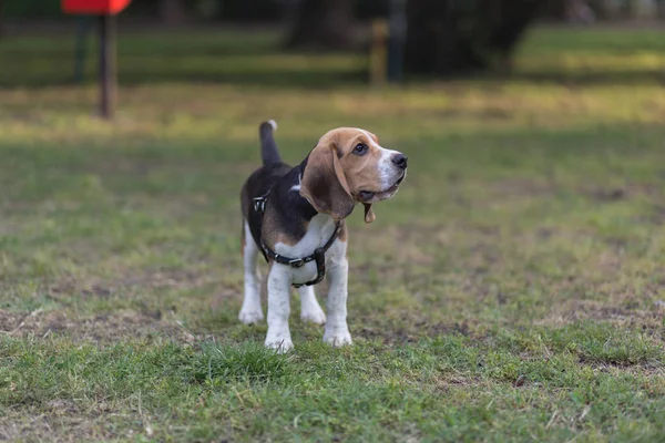 İngilizce Beagle - renkli görüntü — Stok fotoğraf