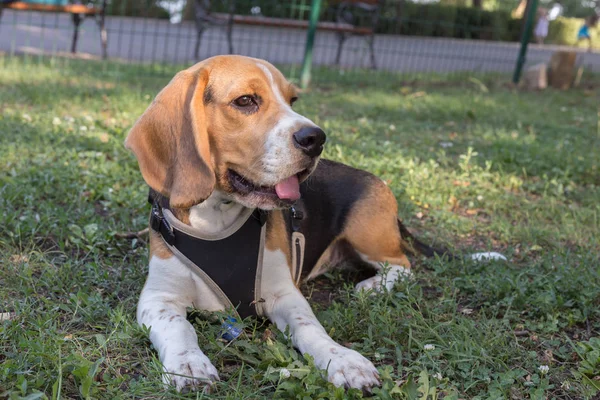 Inglese Beagle - Immagine a colori — Foto Stock
