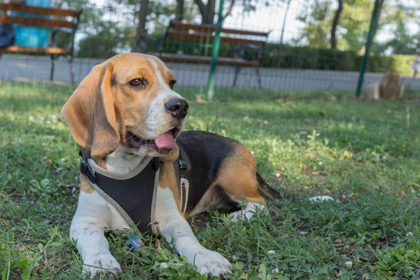 Inglese Beagle - Immagine a colori — Foto Stock