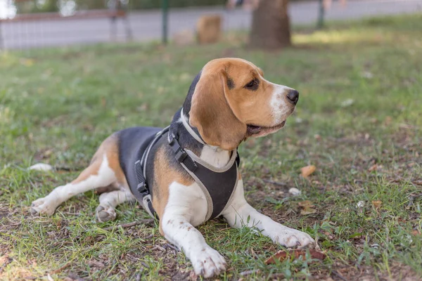 İngilizce Beagle - renkli görüntü — Stok fotoğraf