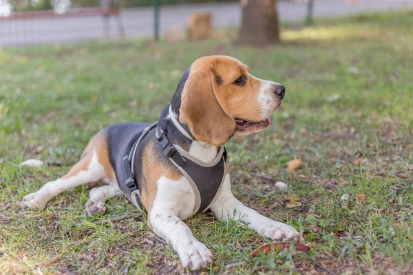 İngilizce Beagle - renkli görüntü — Stok fotoğraf
