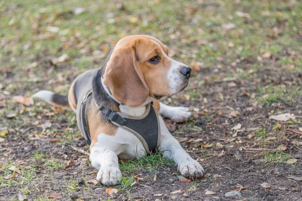 İngilizce Beagle - renkli görüntü — Stok fotoğraf