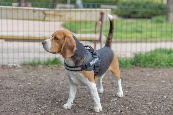 İngilizce Beagle - renkli görüntü — Stok fotoğraf